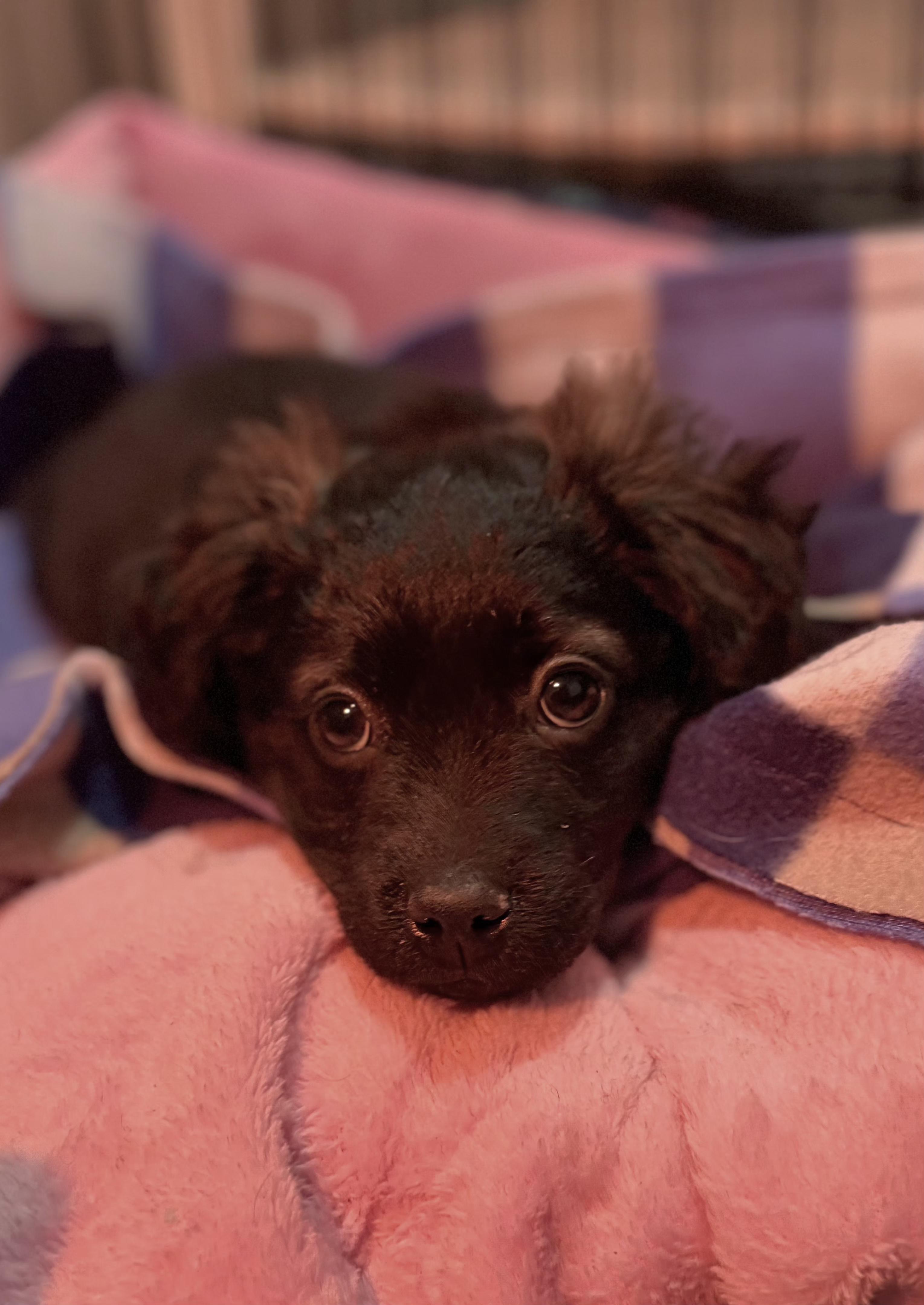 Cameron, a Adoptable mixed breed in Minneapolis, MN image 3/3