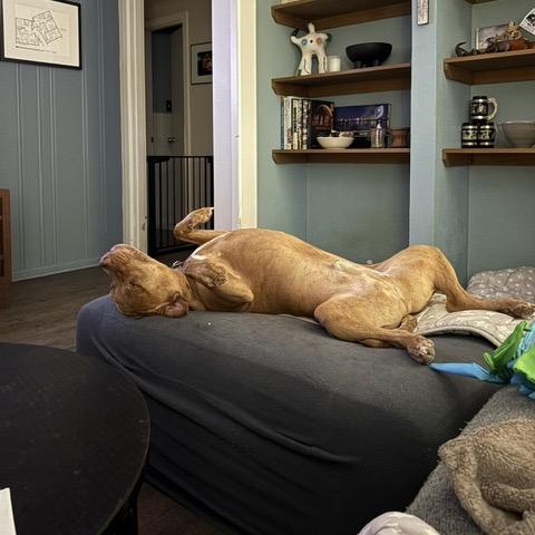 Teddy T Bone, Adoptable, Adult Male Pit Bull Terrier.