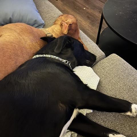 Enlarge Teddy T Bone, a Adoptable Pit Bull Terrier in Dallas, TX image 2/6