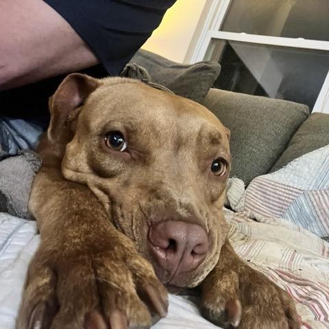 Enlarge Teddy T Bone, a Adoptable Pit Bull Terrier in Dallas, TX image 3/6