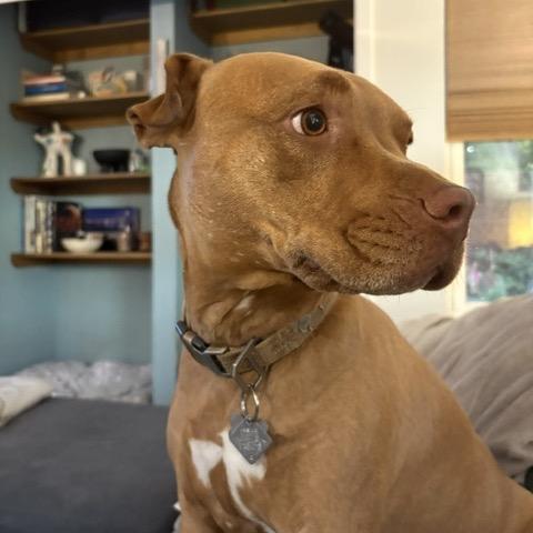 Enlarge Teddy T Bone, a Adoptable Pit Bull Terrier in Dallas, TX image 4/6