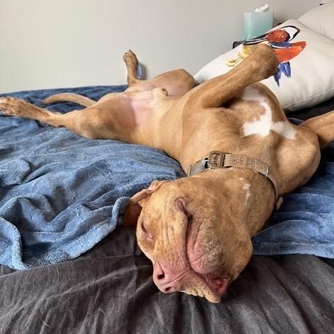 Enlarge Teddy T Bone, a Adoptable Pit Bull Terrier in Dallas, TX image 5/6