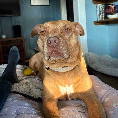 Enlarge Teddy T Bone, a Adoptable Pit Bull Terrier in Dallas, TX image 6/6
