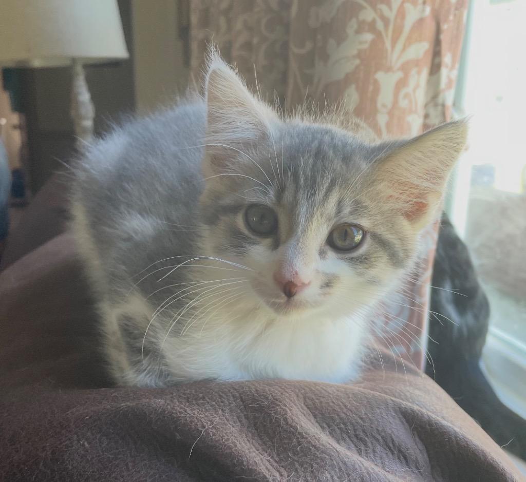 MATEO, Adoptable, Kitten Male Domestic Short Hair.