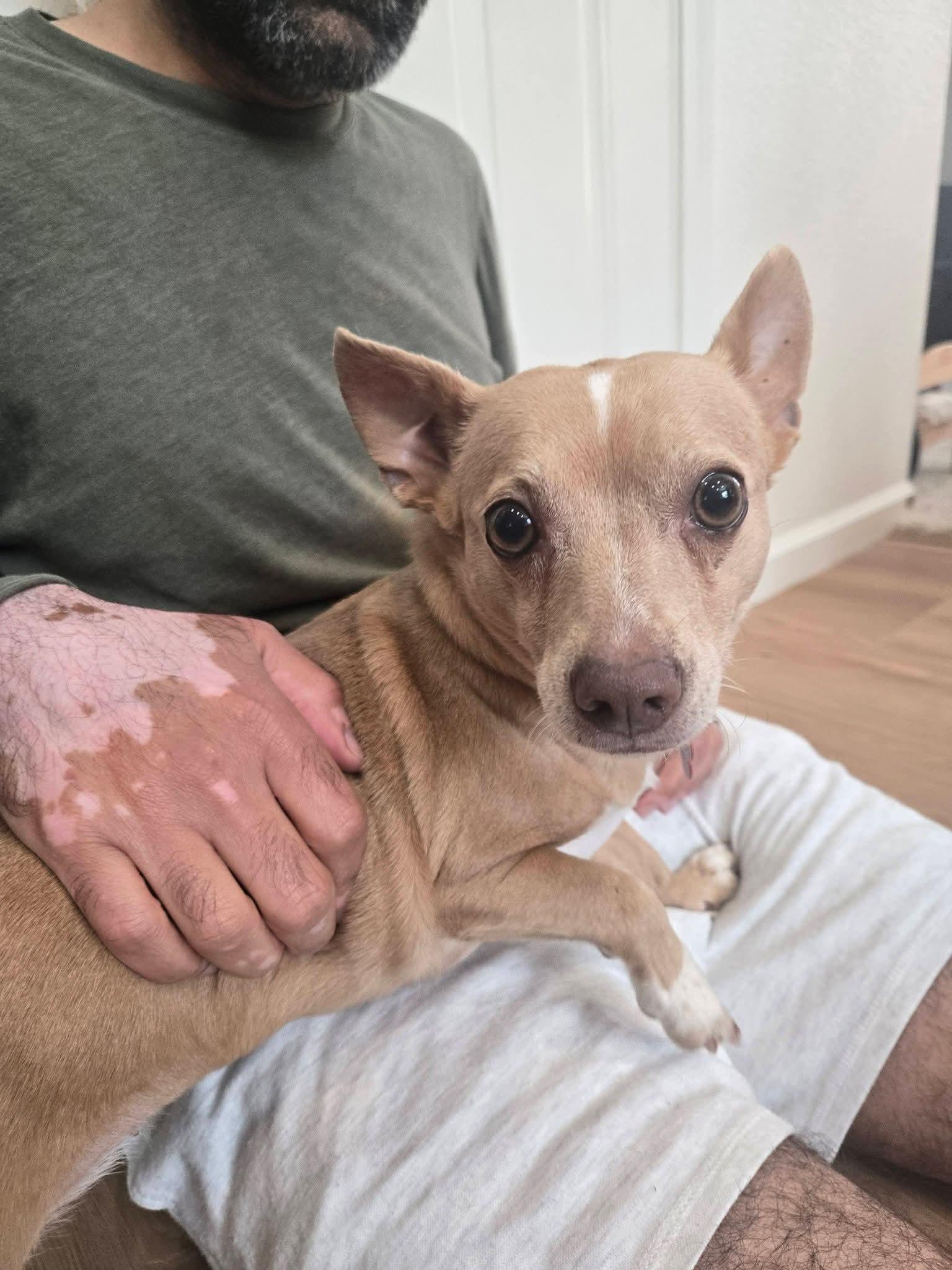 Enlarge 26Doja, an adopted mixed breed in Shingle Springs, CA image 4/5