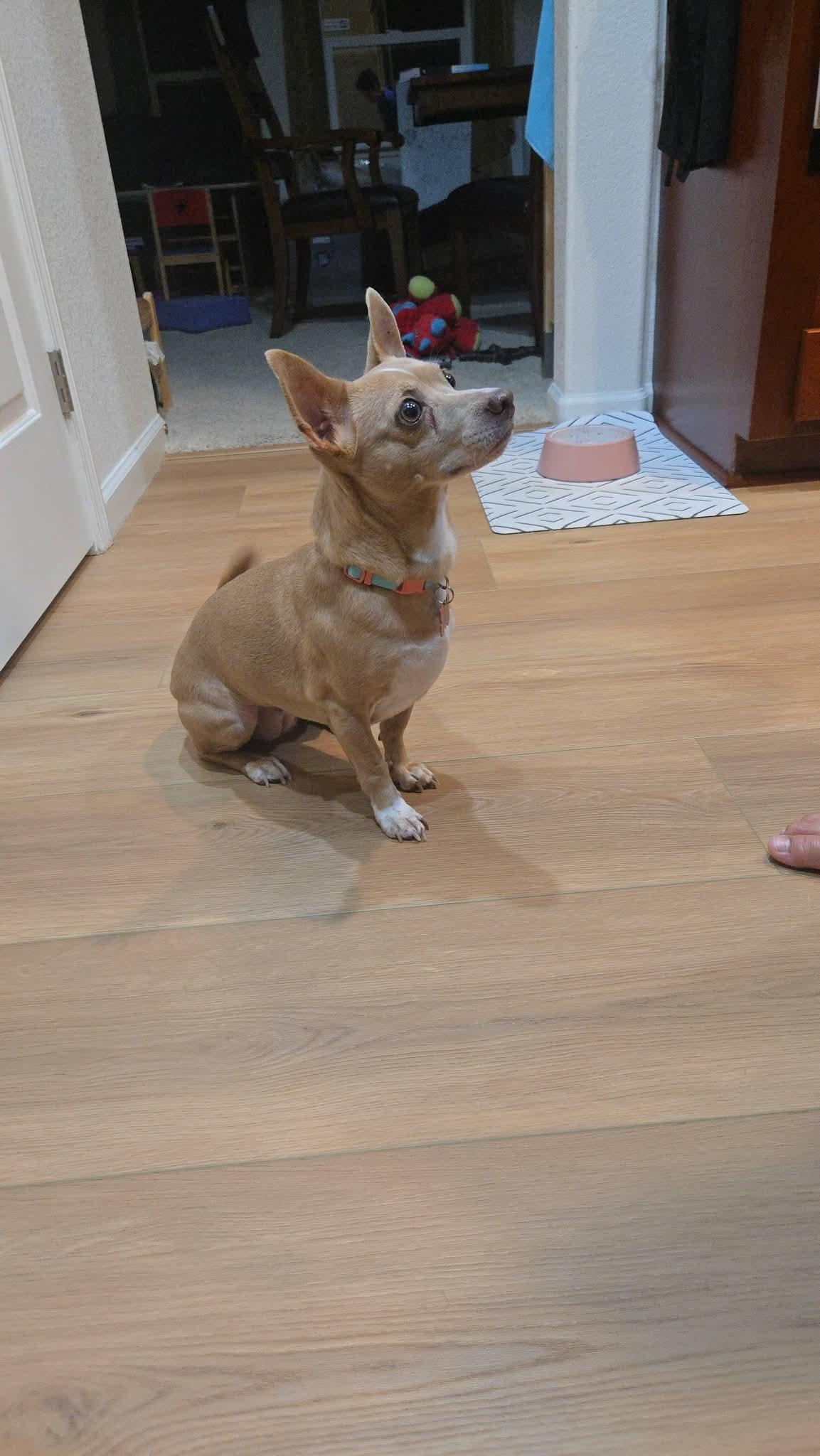 Enlarge 26Doja, an adopted mixed breed in Shingle Springs, CA image 5/5