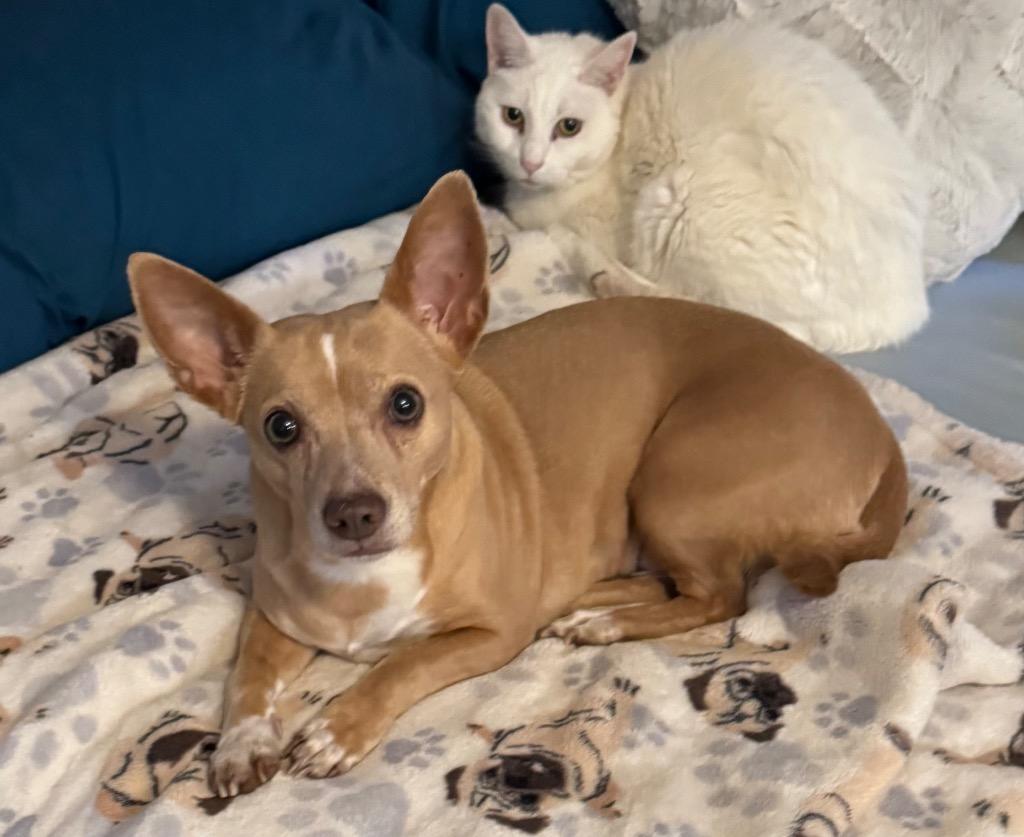 26Doja, adopted, Adult Female Chihuahua.