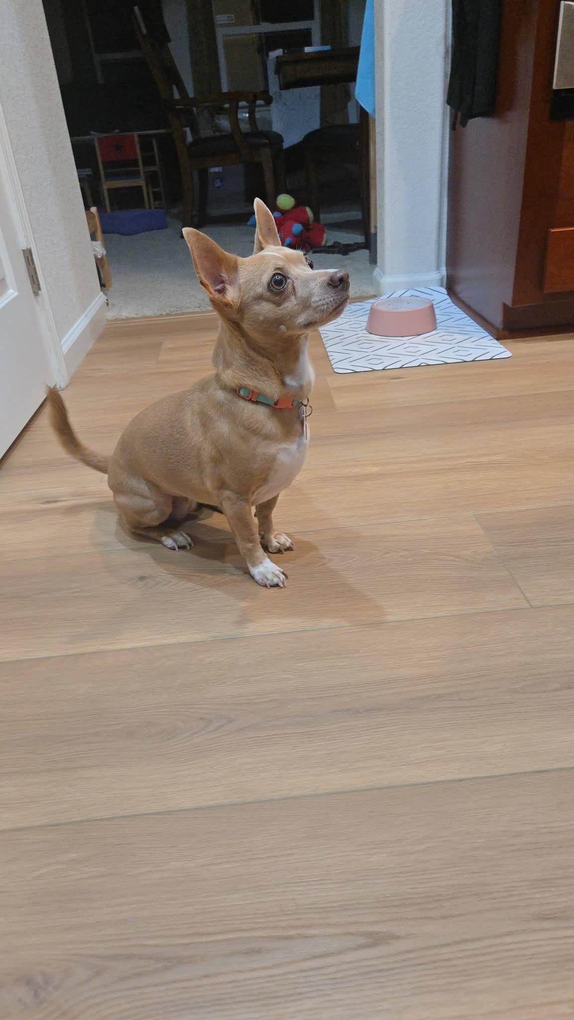 Enlarge 26Doja, an adopted mixed breed in Shingle Springs, CA image 2/5