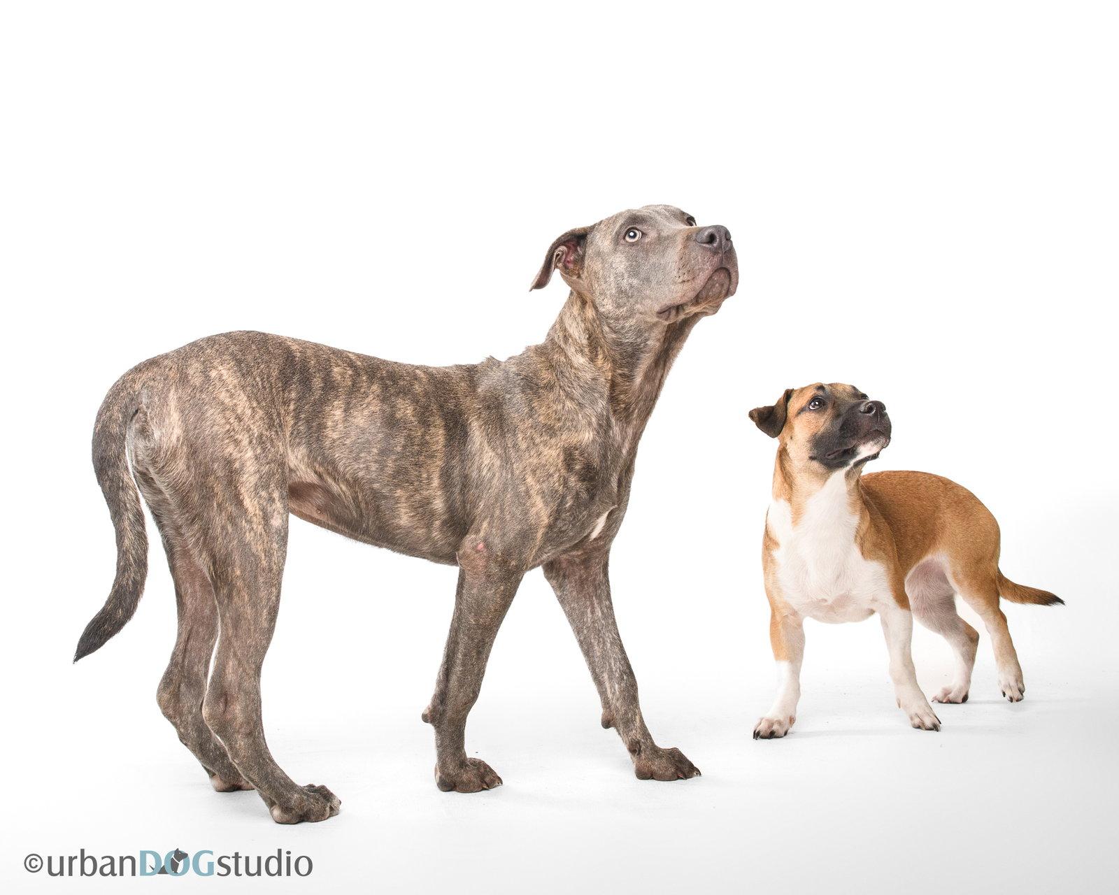 Sydney - F, Adoptable, Young Female Pit Bull Terrier & German Shepherd Dog.