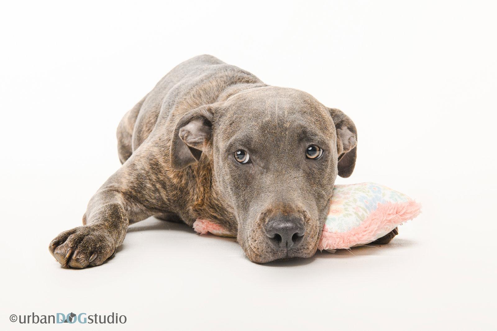 Enlarge Sydney - F, a Adoptable mixed breed in Tampa, FL image 2/3