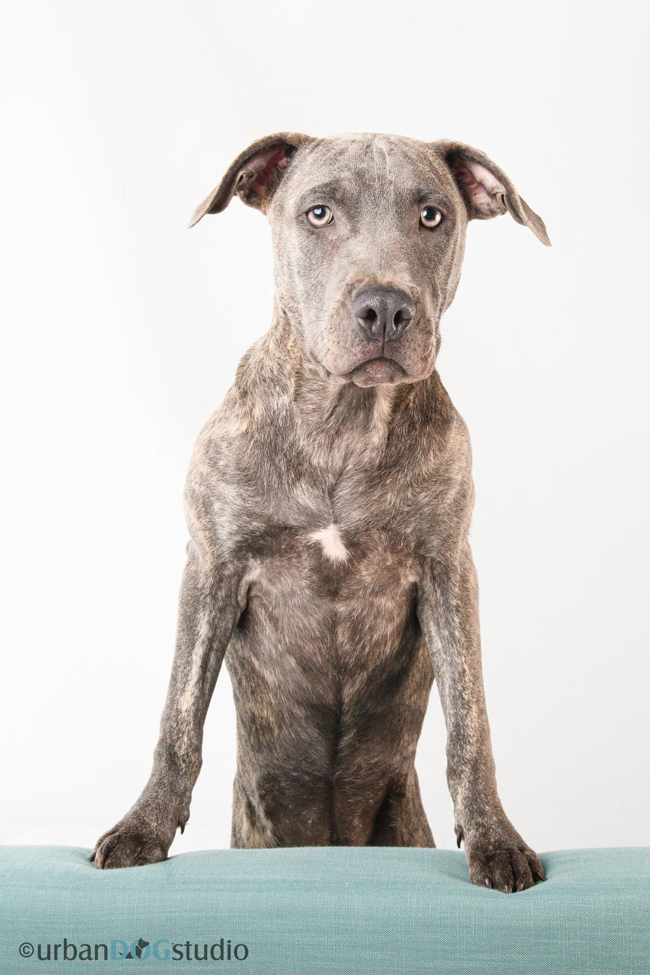 Enlarge Sydney - F, a Adoptable mixed breed in Tampa, FL image 3/3