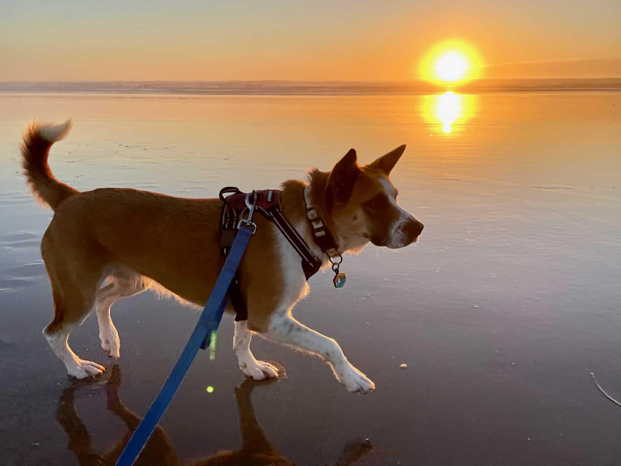 Lizzie, Adopted, Adult Female Pit Bull Terrier & Chow Chow.