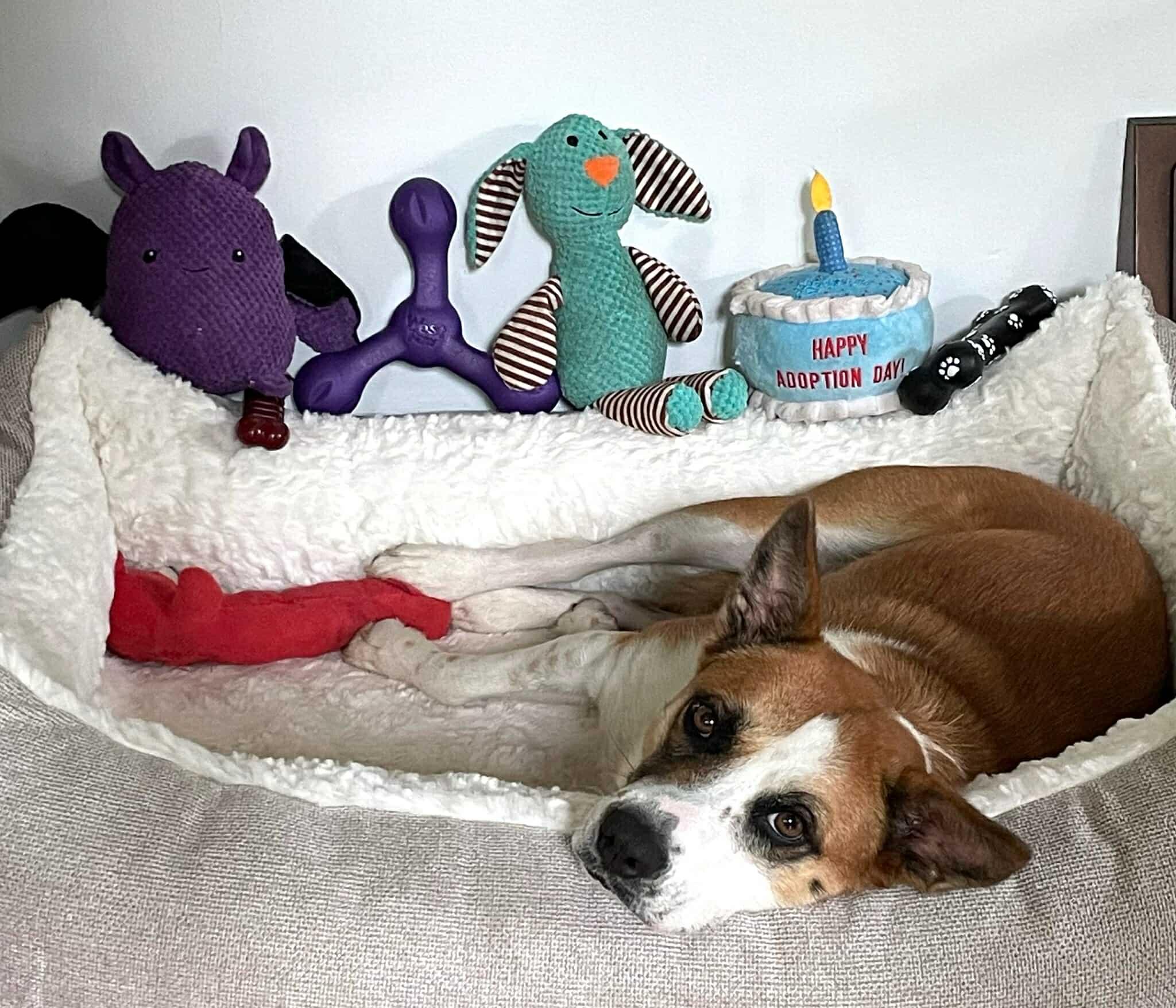 Enlarge Lizzie, a Adopted mixed breed in Portland, OR image 6/6