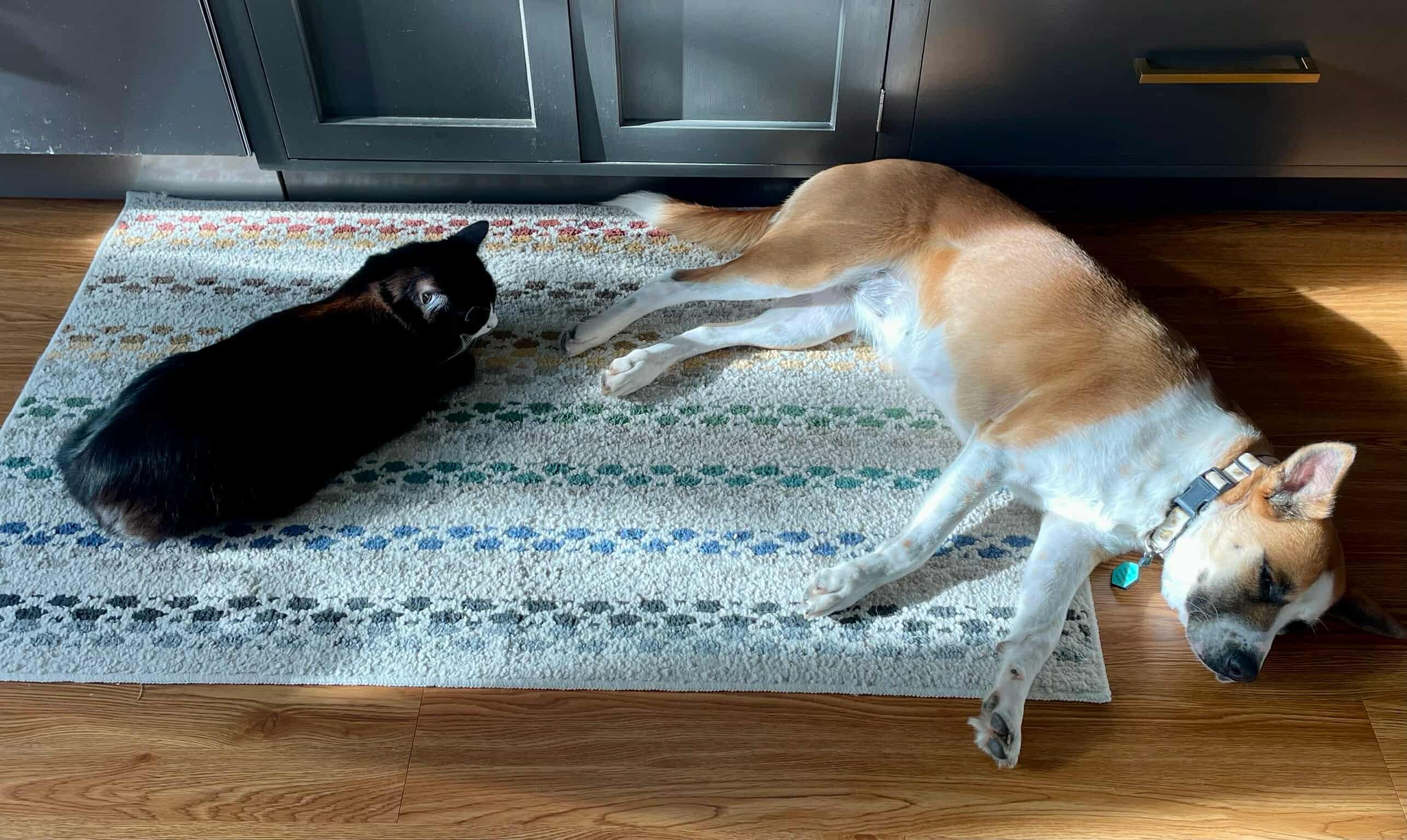 Enlarge Lizzie, a Adopted mixed breed in Portland, OR image 5/6