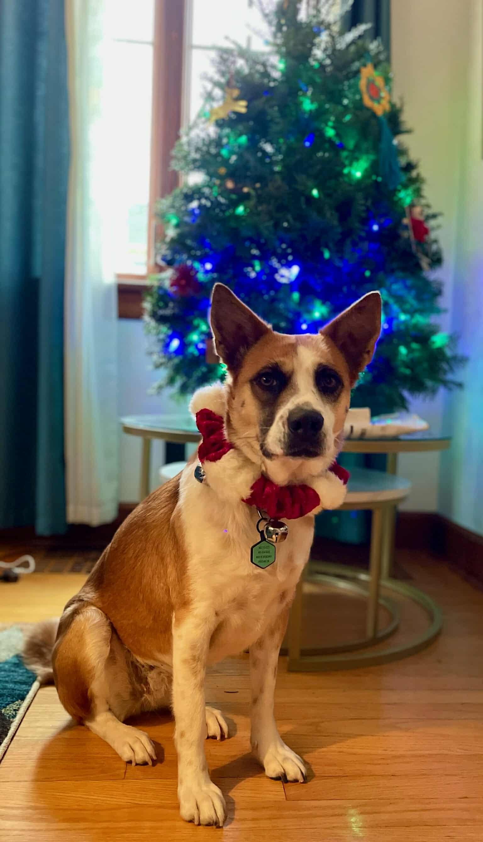 Enlarge Lizzie, a Adopted mixed breed in Portland, OR image 4/6