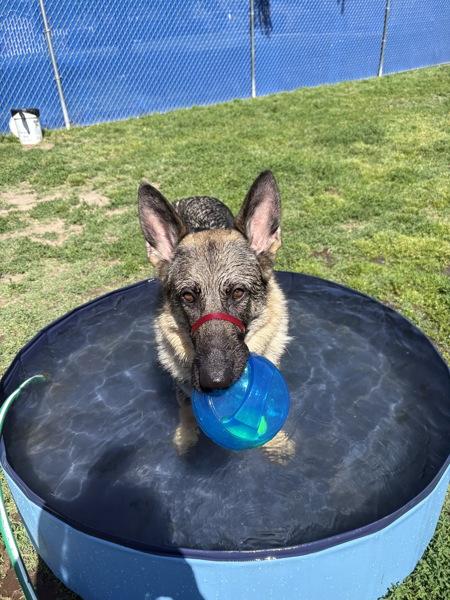 Enlarge Mystic, a Adoptable mixed breed in Kennewick, WA image 1/1