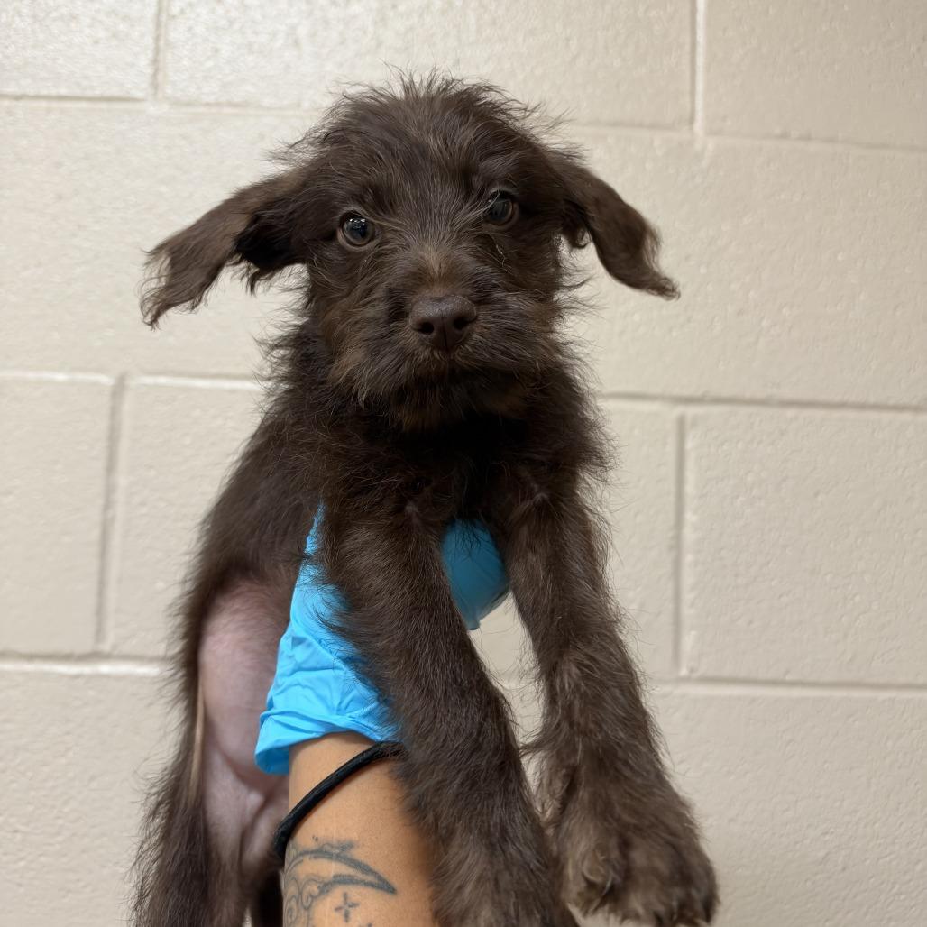 Moose, Adoptable, Puppy Male Wirehaired Terrier.