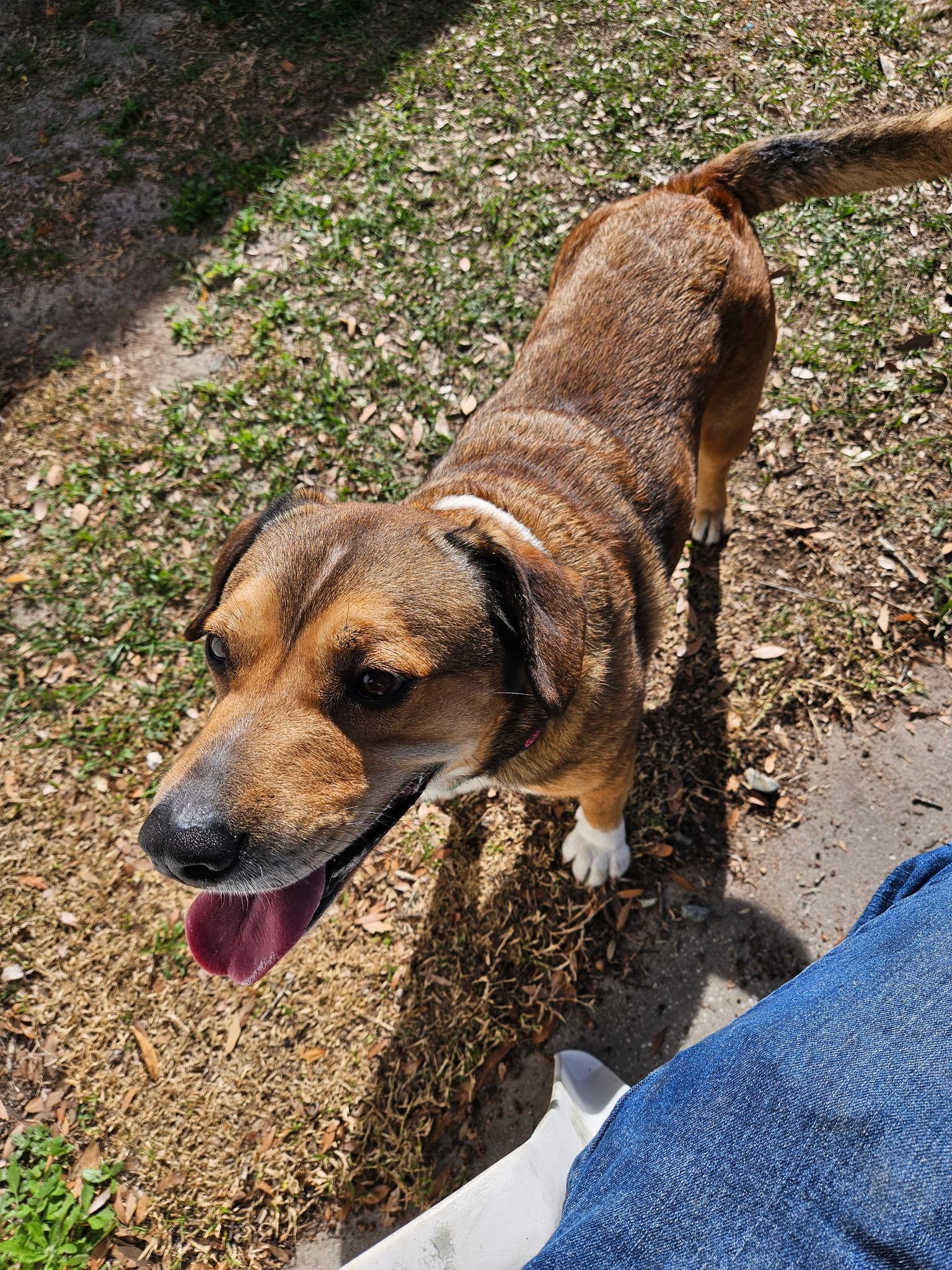 Enlarge Apollo, a Adoptable mixed breed in tampa, FL image 6/6