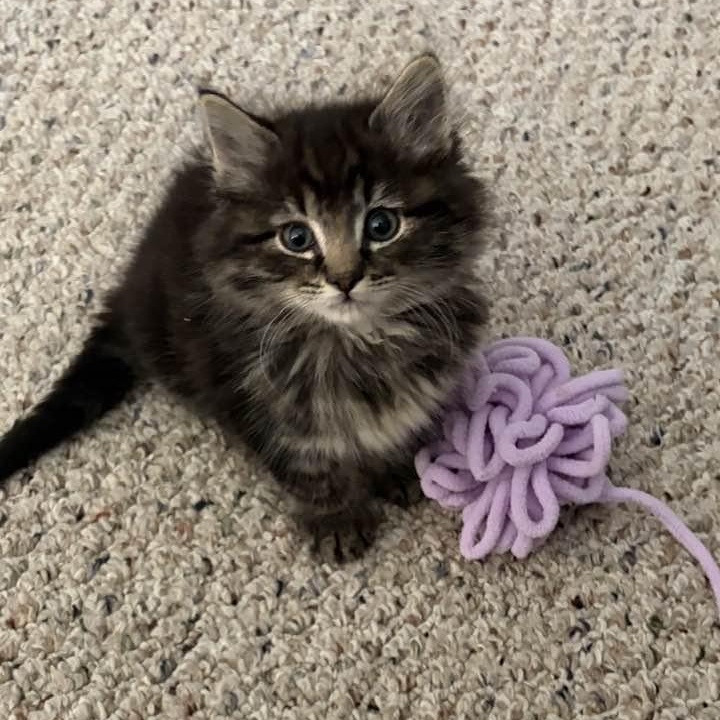 Ringo, ADOPTABLE, Kitten Male Domestic Long Hair.