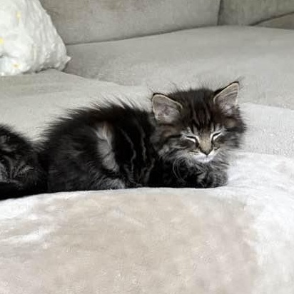 Ringo, a ADOPTABLE Domestic Long Hair in Bordentown, NJ image 2/3