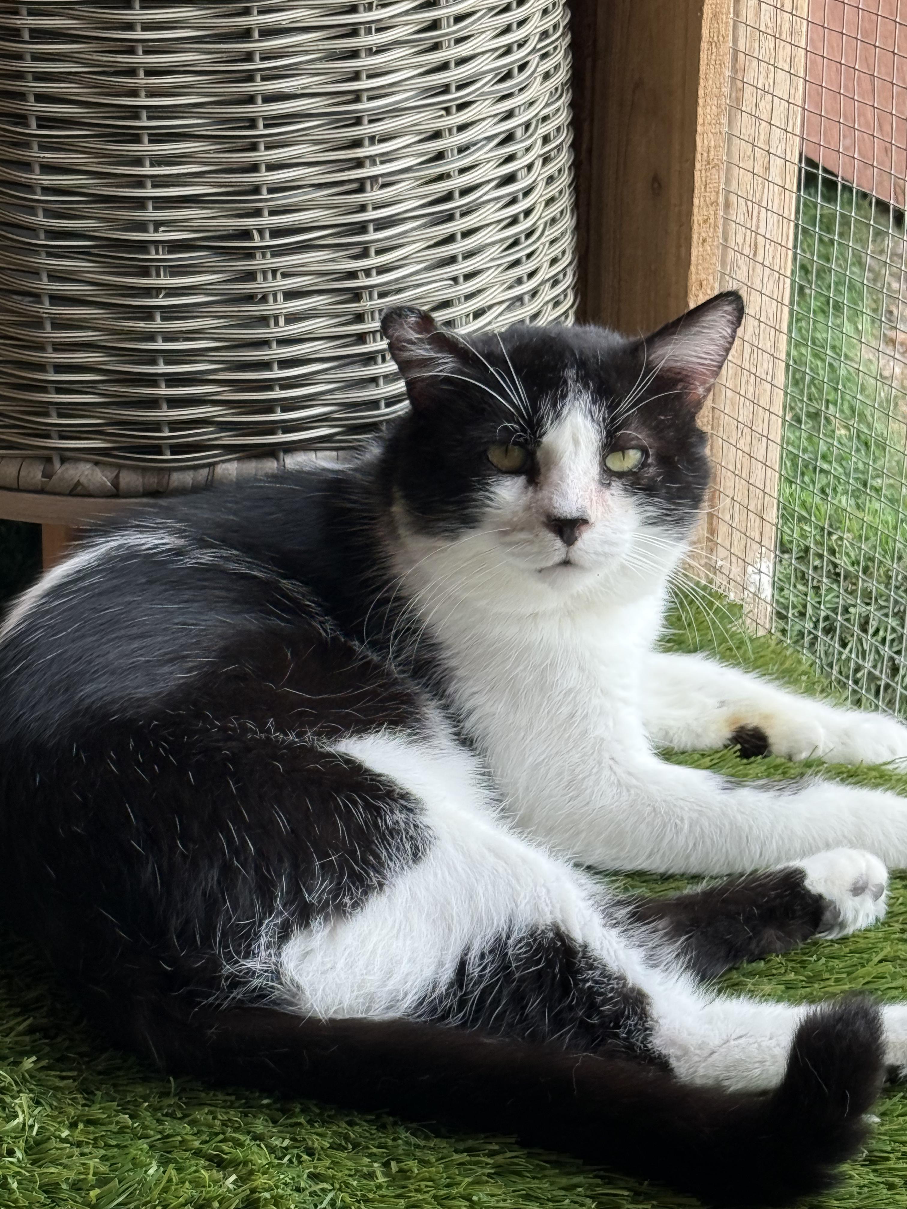 Kiwi, Adoptable, Senior Male Domestic Short Hair.