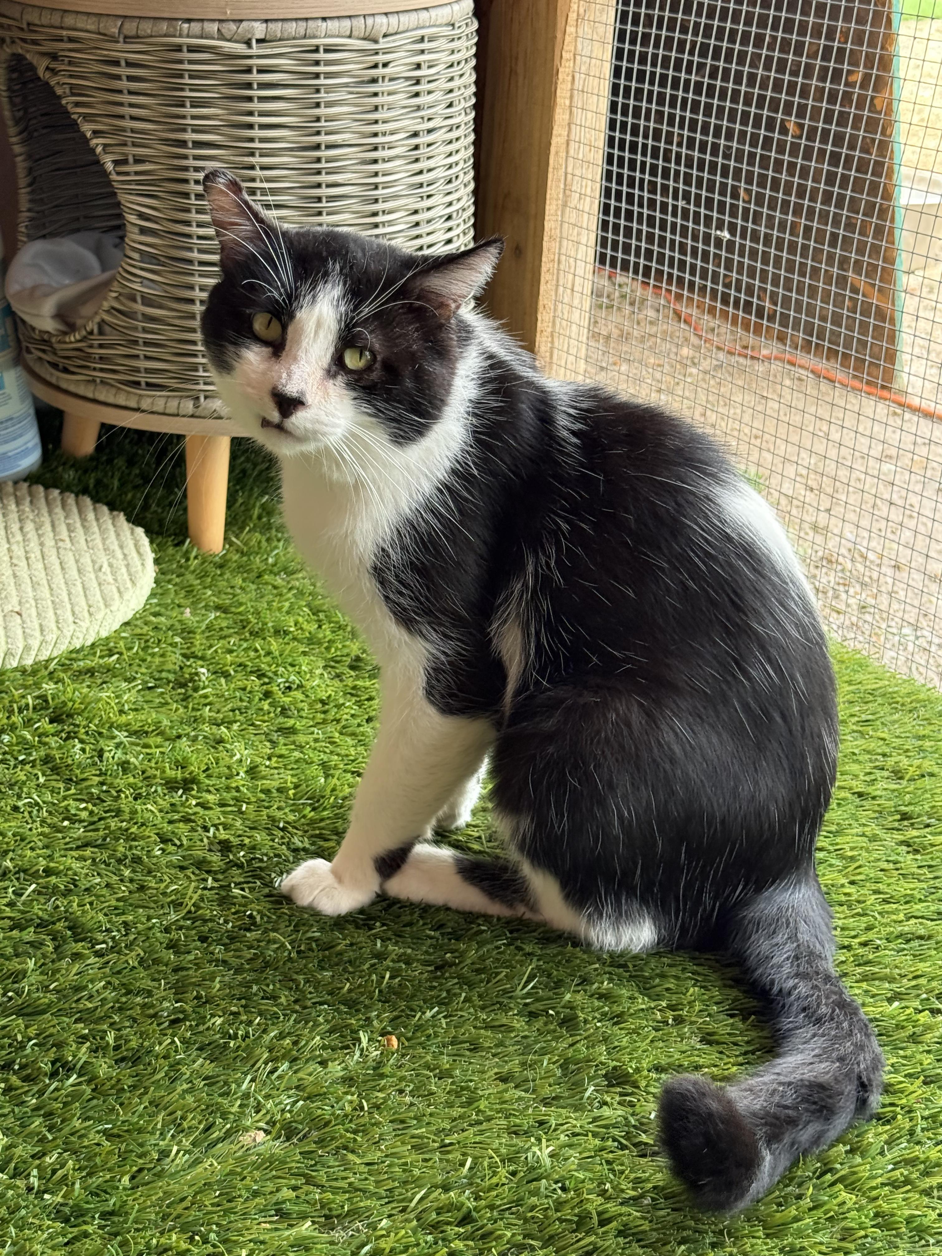 Kiwi, a Adoptable mixed breed in Youngtown, AZ image 2/3