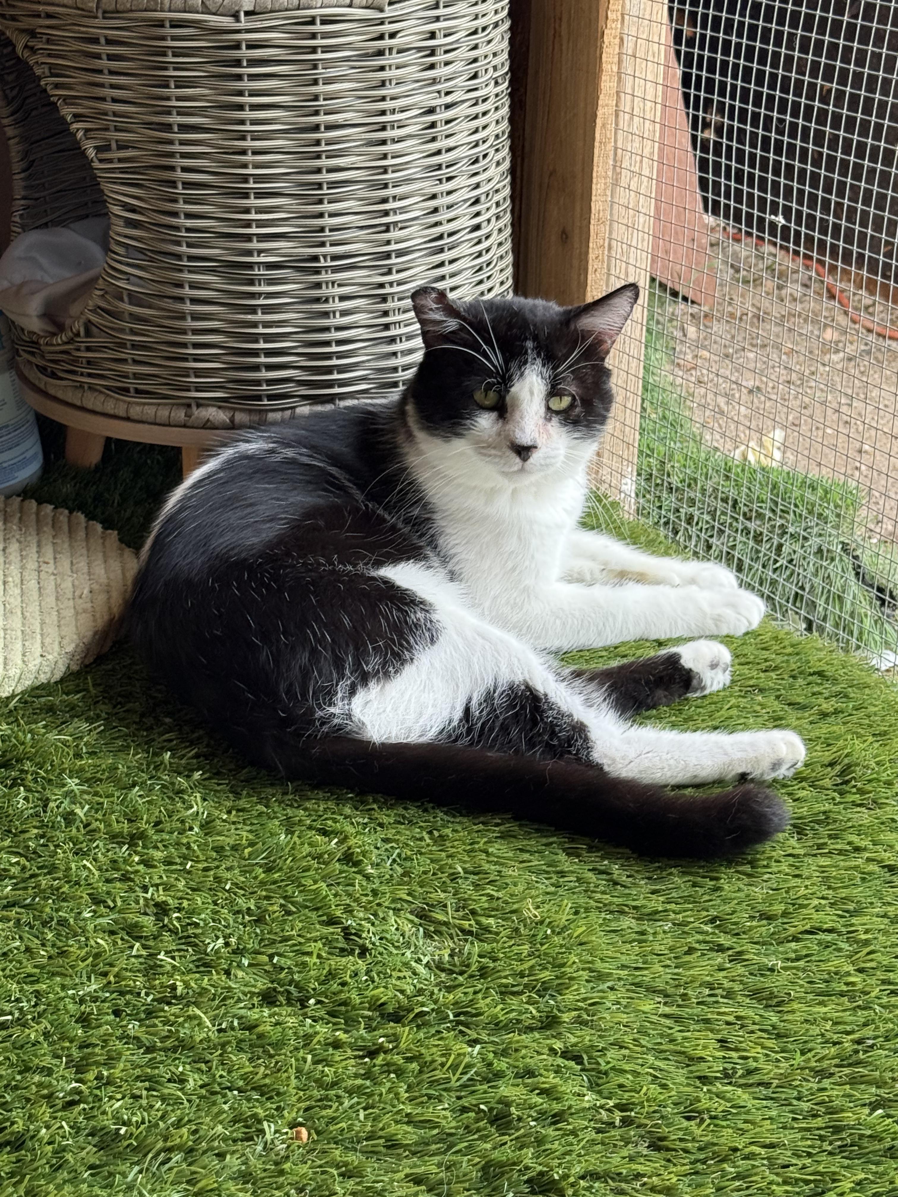 Kiwi, a Adoptable mixed breed in Youngtown, AZ image 3/3