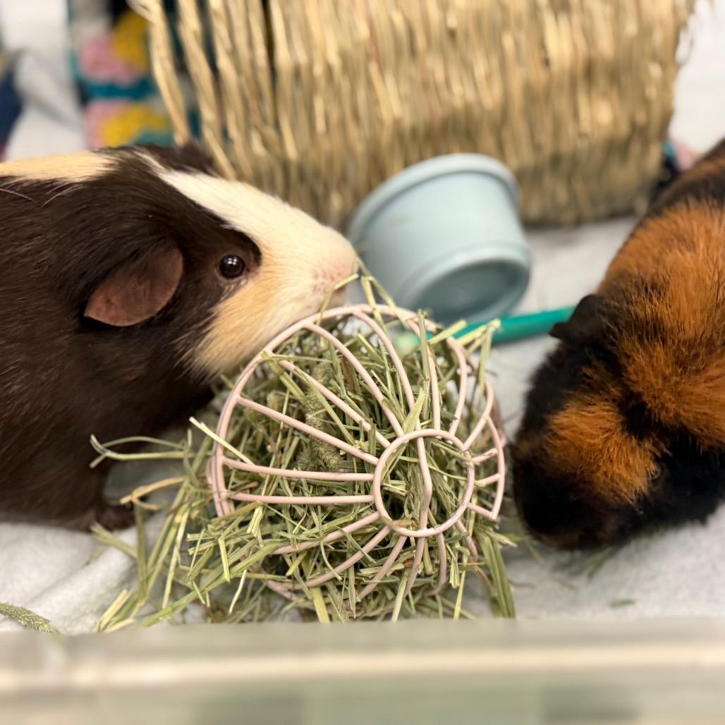 Ricci, Adoptable, Young Male Guinea Pig.