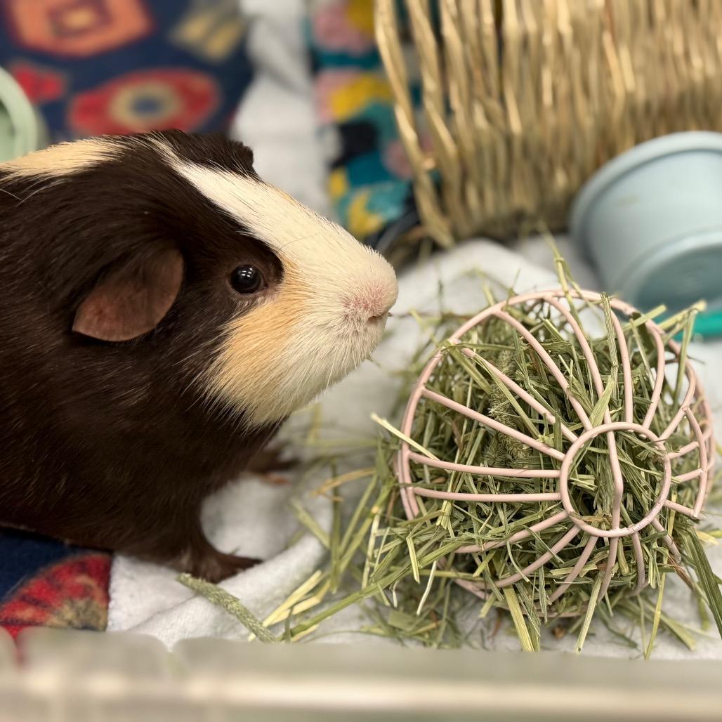 Ricci, a Adoptable Guinea Pig in Enfield, NH image 2/4
