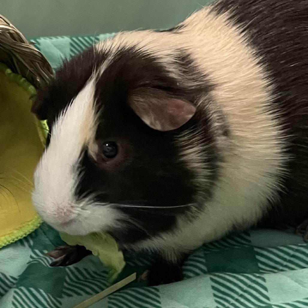 Ricci, a Adoptable Guinea Pig in Enfield, NH image 3/4
