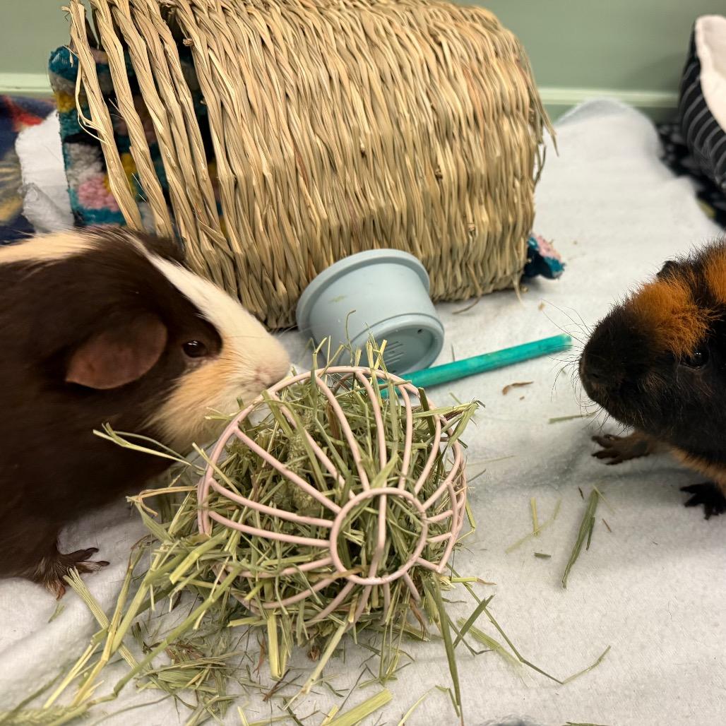 Ricci, a Adoptable Guinea Pig in Enfield, NH image 4/4