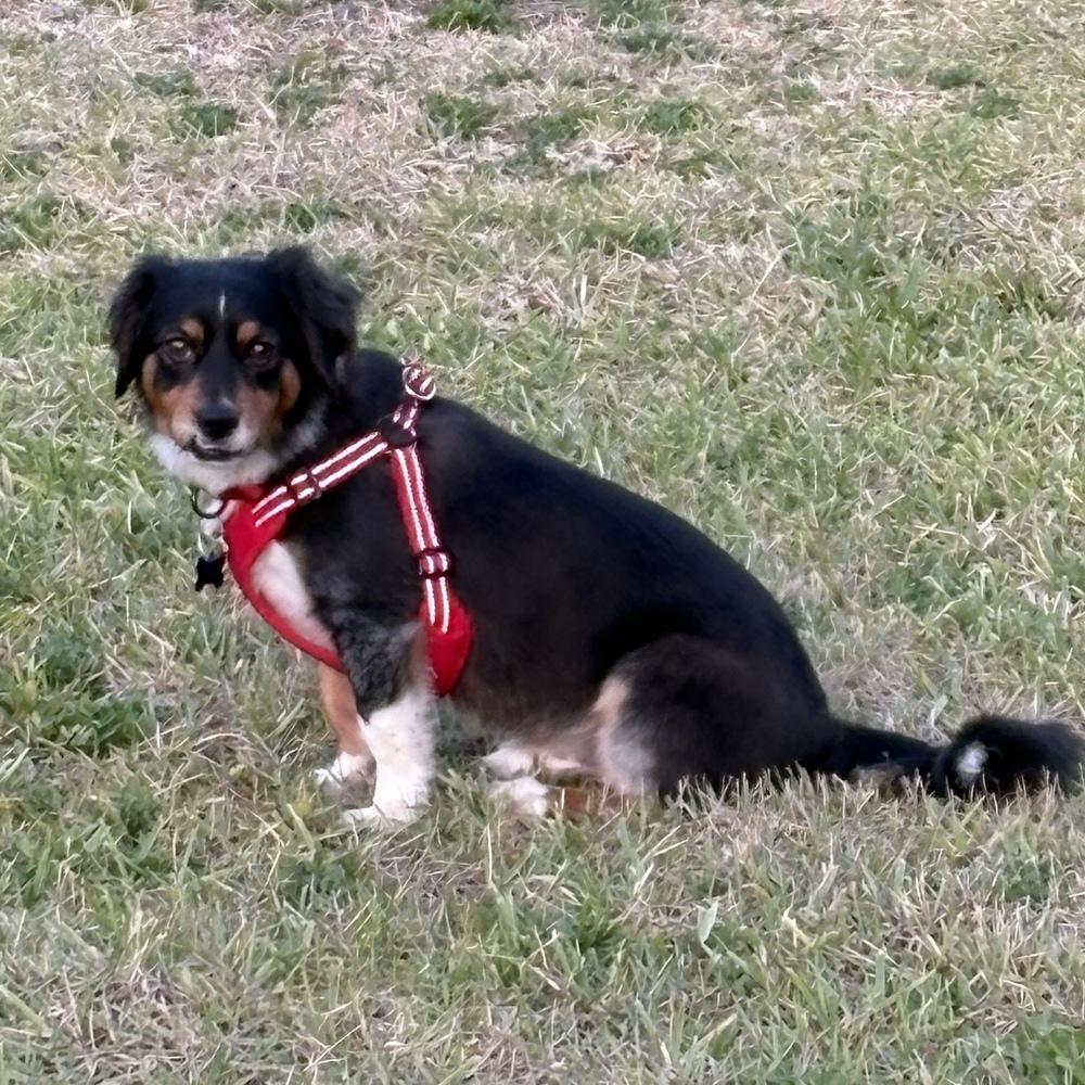 Carl, Adoptable, Adult Male Cardigan Welsh Corgi & Australian Shepherd.