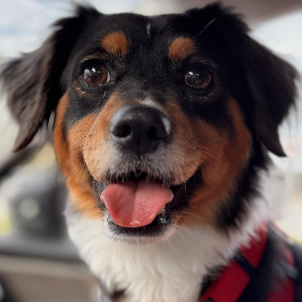 Enlarge Carl, a Adoptable mixed breed in Orlando, FL image 2/6