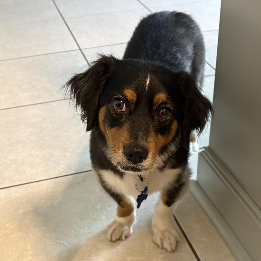 Enlarge Carl, a Adoptable mixed breed in Orlando, FL image 3/6