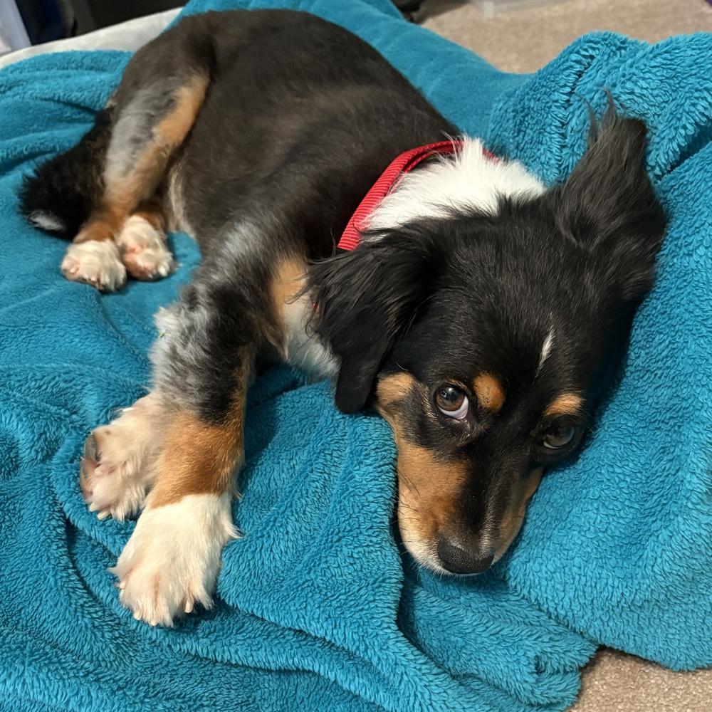 Enlarge Carl, a Adoptable mixed breed in Orlando, FL image 4/6