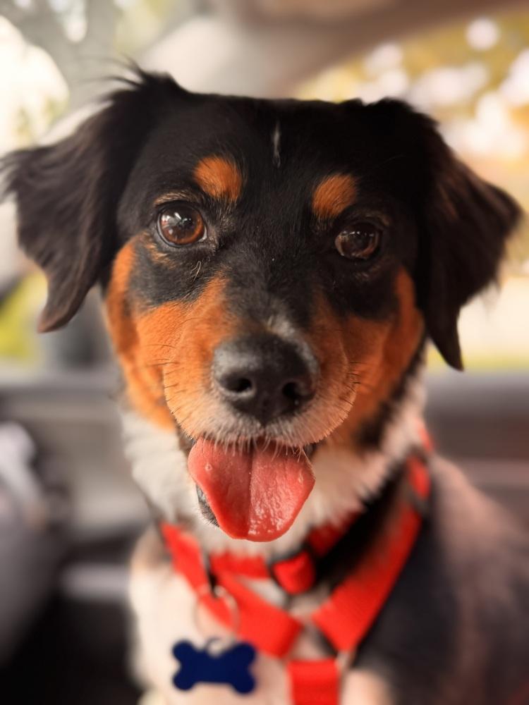 Enlarge Carl, a Adoptable mixed breed in Orlando, FL image 5/6