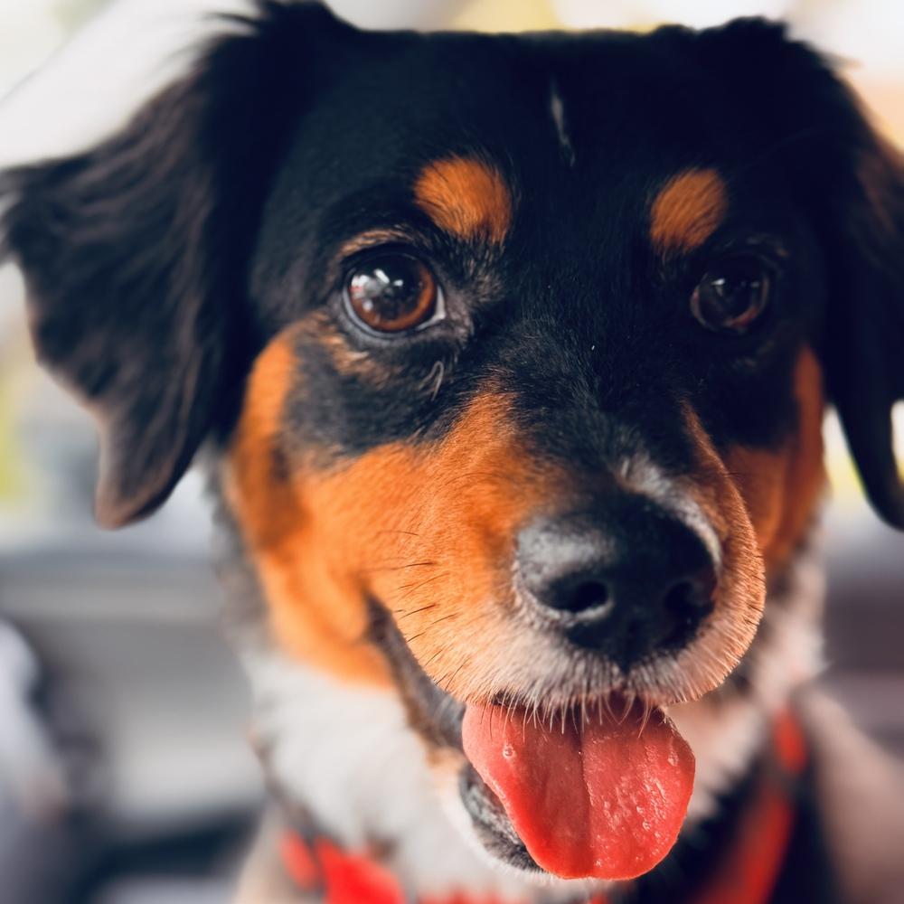 Enlarge Carl, a Adoptable mixed breed in Orlando, FL image 6/6