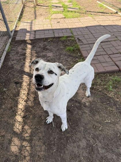Pepperjack, Adoptable, Adult Male Labrador Retriever & Mixed Breed.