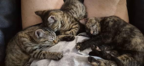 Enlarge Tigress, a Adoptable Domestic Short Hair in Valley City, ND image 4/4