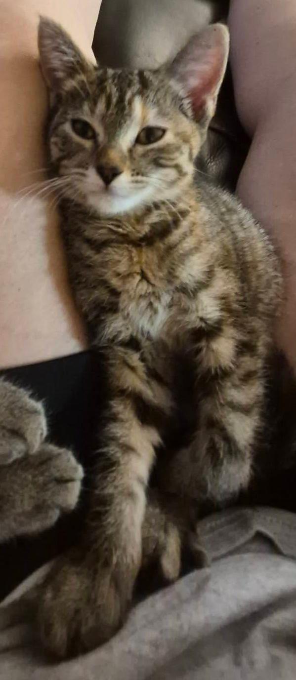 Enlarge Tigress, a Adoptable Domestic Short Hair in Valley City, ND image 2/4