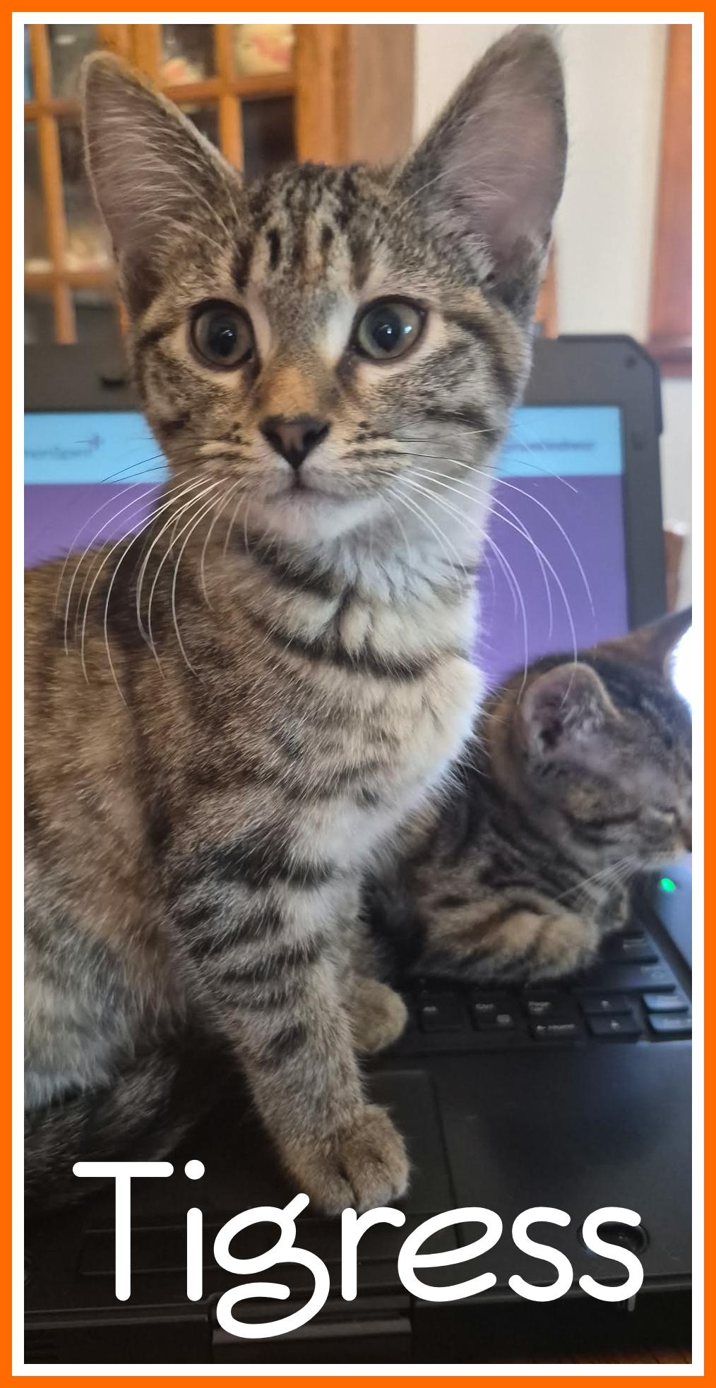 Enlarge Tigress, a Adoptable Domestic Short Hair in Valley City, ND image 1/4