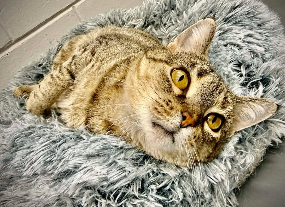 Wednesday, ADOPTABLE, Adult Female Domestic Short Hair.