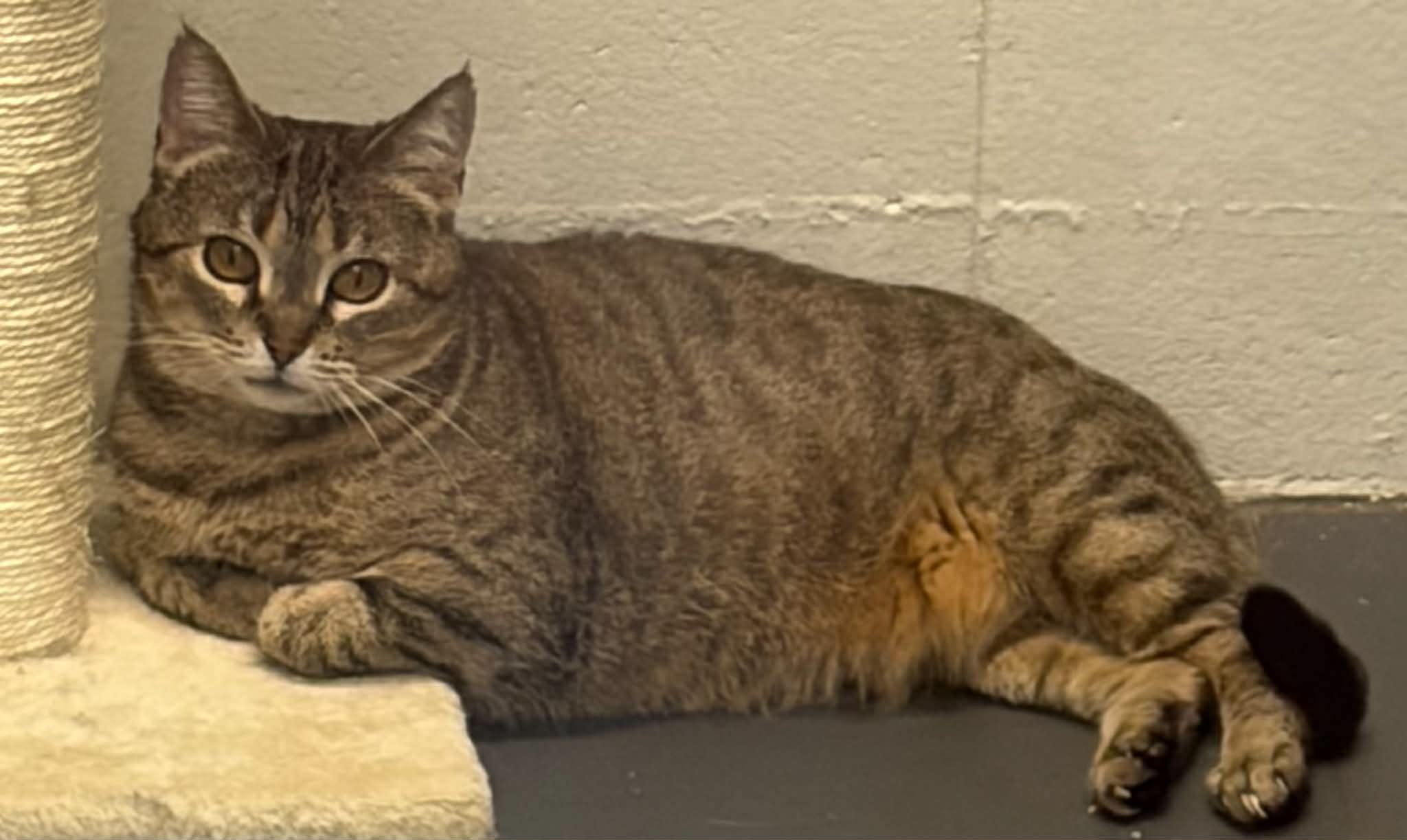 Wednesday, ADOPTABLE, Adult Female Domestic Short Hair.