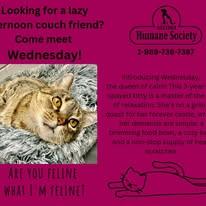 Enlarge Wednesday, a ADOPTABLE Domestic Short Hair in Lincoln, MI image 2/2