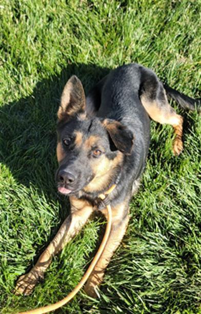 Enlarge GERMANY, a Adoptable German Shepherd Dog in Casper, WY image 1/1