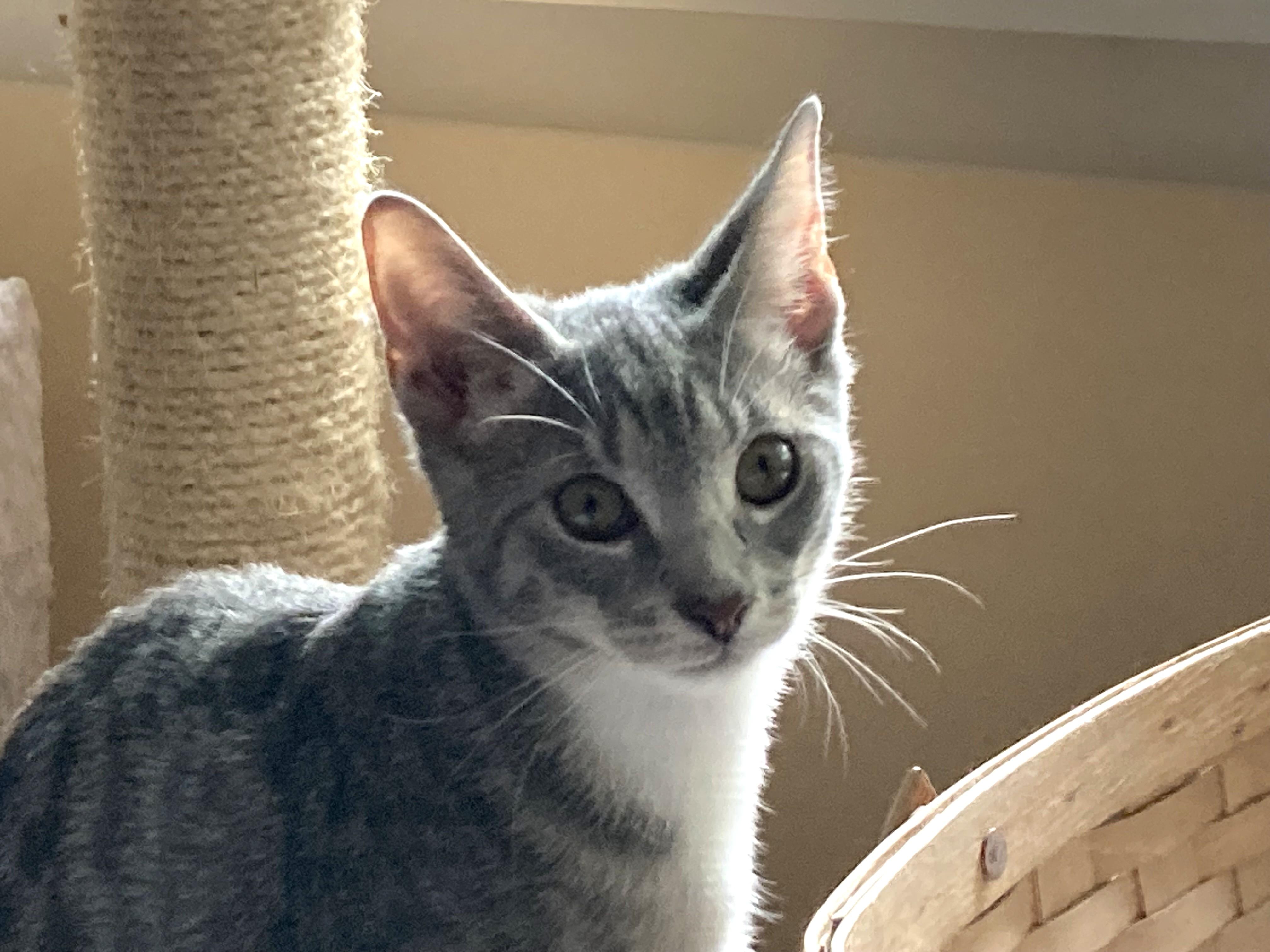 Ellen