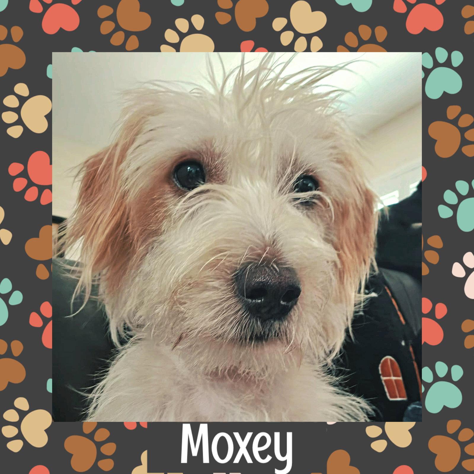 Enlarge Moxey, a Adoptable Terrier in Littleton, CO image 3/3