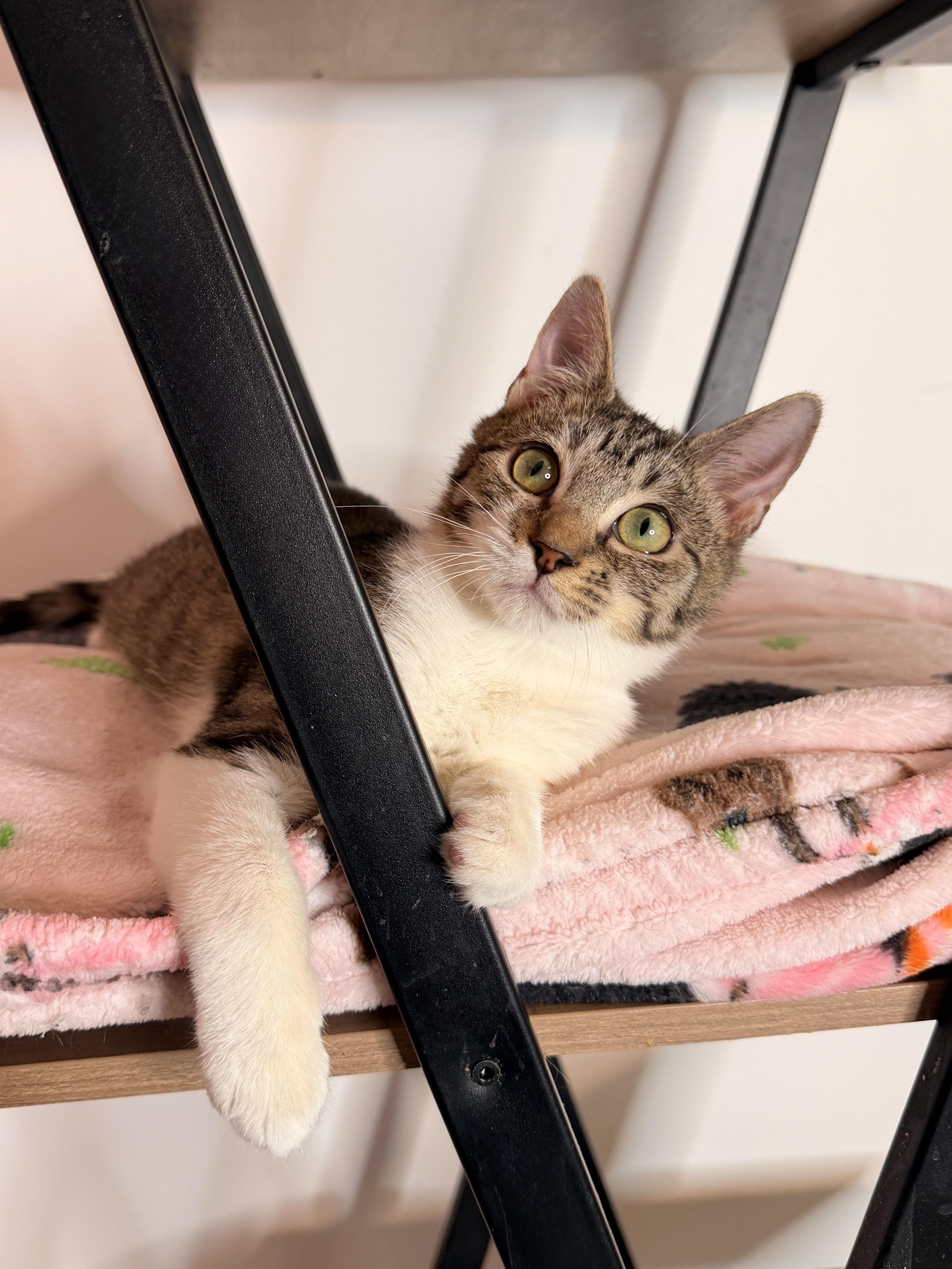 NOODLE, adopted, Kitten Male Tabby.