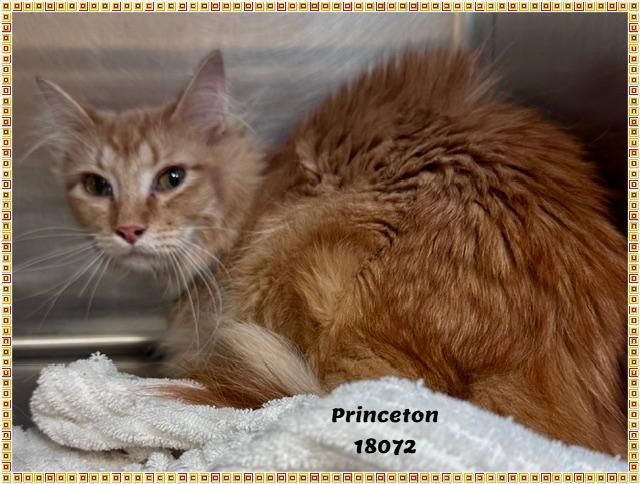 PRINCETON, an adopted mixed breed in Marietta, GA image 4/5