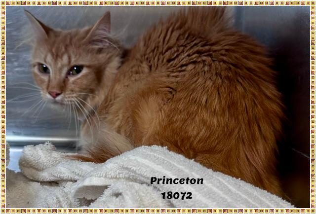 PRINCETON, an adopted mixed breed in Marietta, GA image 5/5